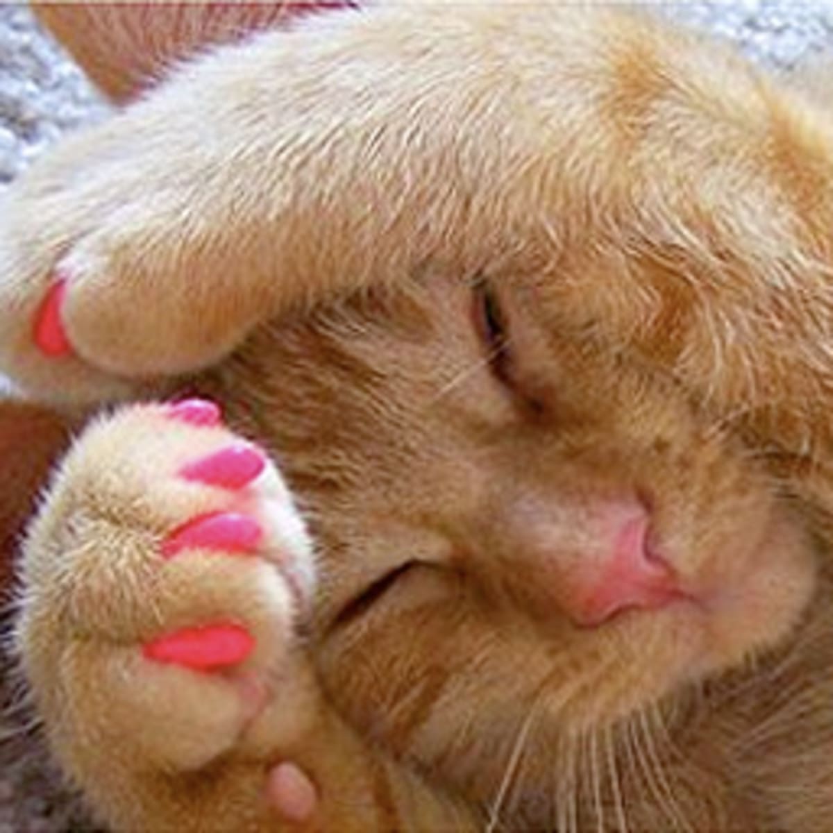 Plastic nail 2024 tips for cats