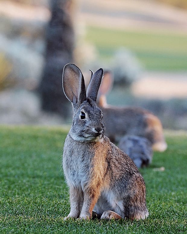 a Bunny at The Boulders_A Waldorf-Astoria Resort_Scottsdale AZ