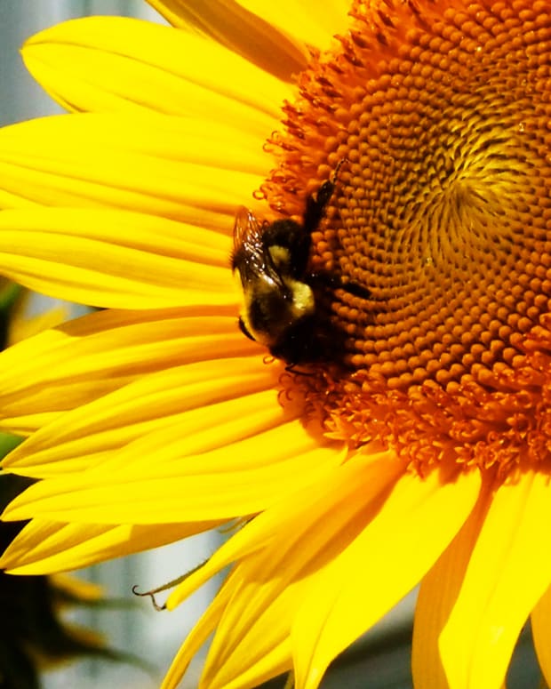 A bee in Toronto_copyright Janine Falcon_BEAUTYGEEKS_imabeautygeek.com