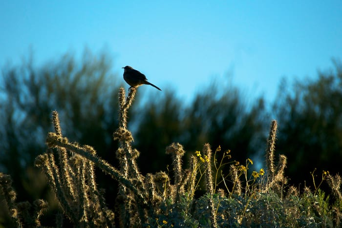 How to avoid vacation sunburn: I had to find out while on a desert photography tour at The Boulders resort in Scottsdale, Arizona