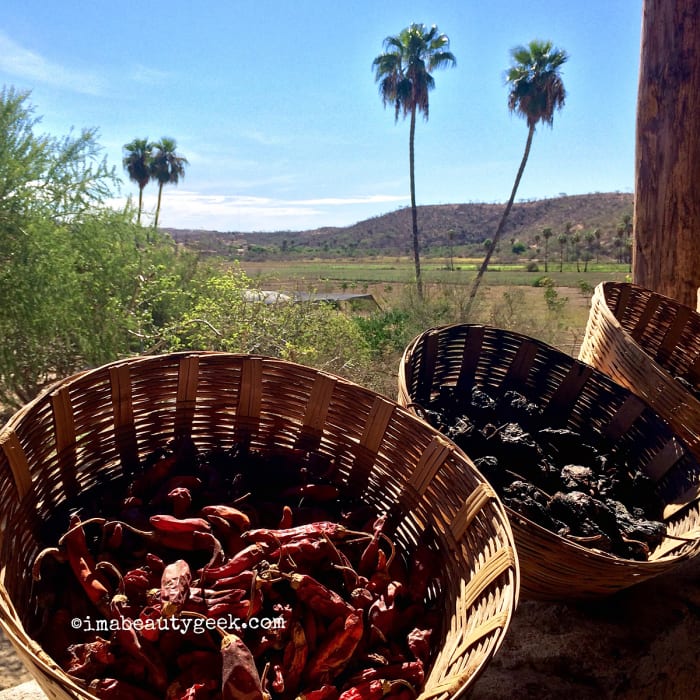 testing leaves of trees deodorant in los cabos mexico at Los Tamarindos Organic Restaurant