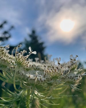 Oh snap. Queen Anne's Lace can cause phytophotodermatitis; giant hogweed (enormous!) is even more phototoxic on skin.