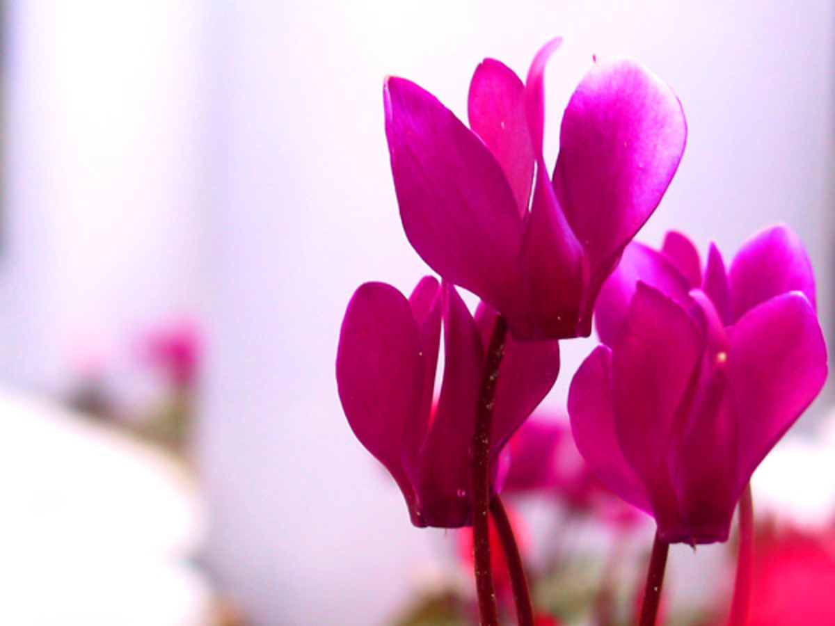 Cyclamens: also a safe and pretty choice for your flower-allergic Valentine's Day date.