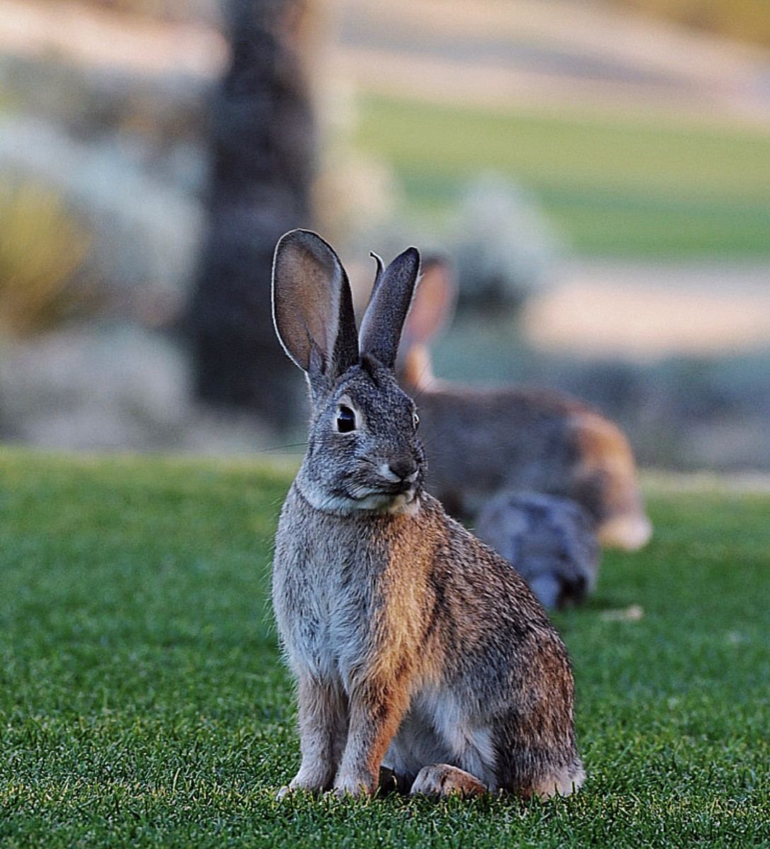 a Bunny at The Boulders_A Waldorf-Astoria Resort_Scottsdale AZ