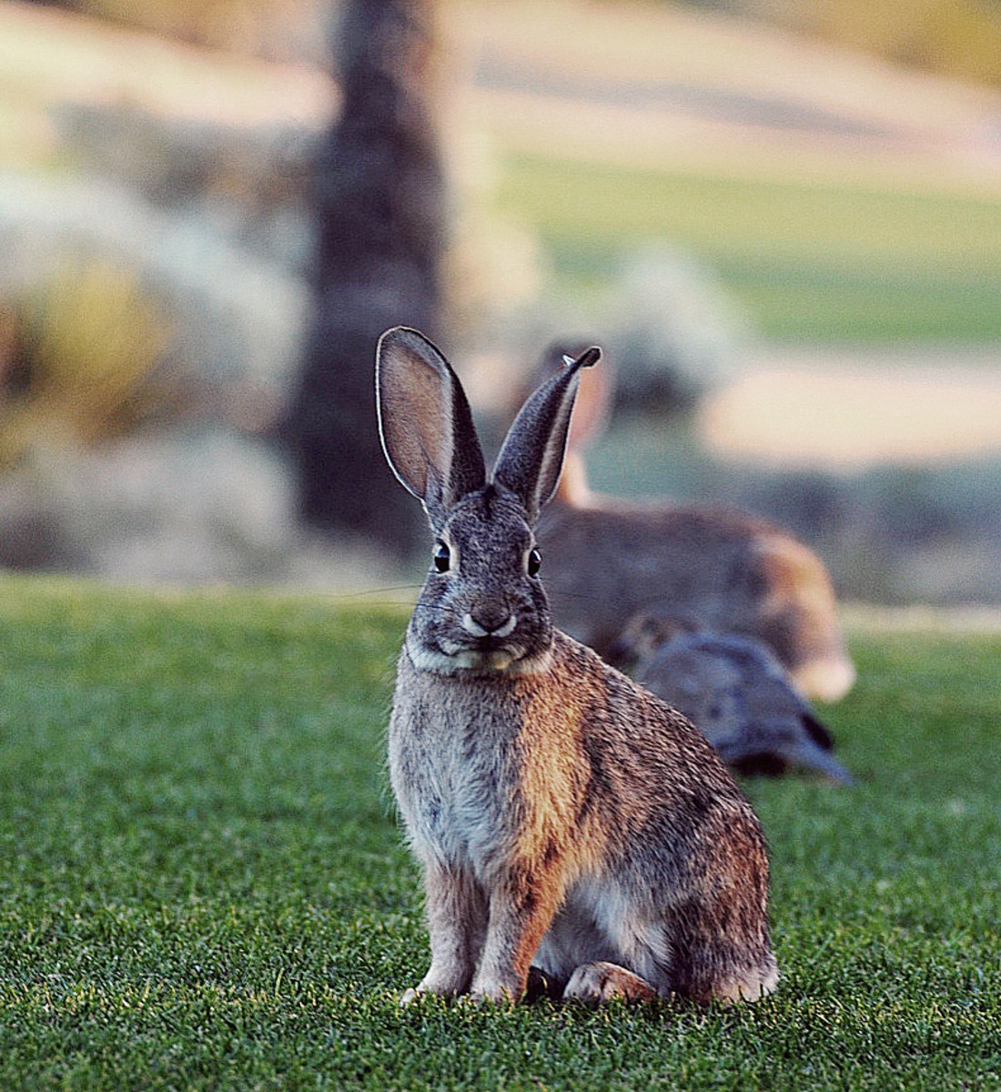 a bunny at dusk_The Boulders_A Waldorf Astoria Resort_Scottsdale