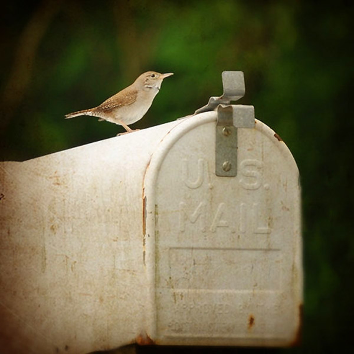 vintage mailbox_bird