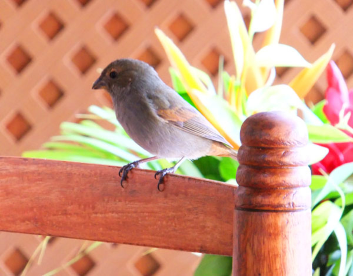 Ladera Resort_St. Lucia_bird visitors that aren't me