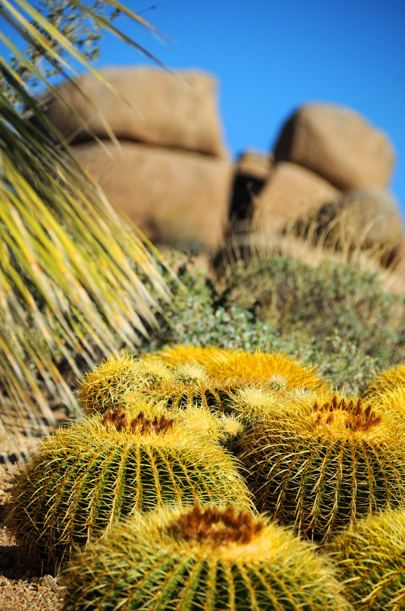 Desert photography tour later that same day with Linda Covey at The Boulders resort in Arizona.