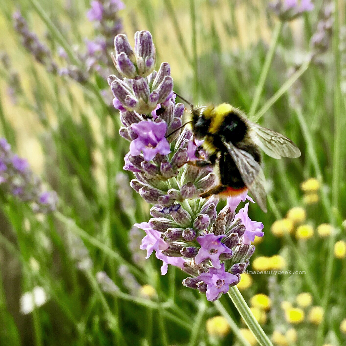 lavender-bee-Yves-Rocher-La-Gacilly-July-2017-beautygeeks